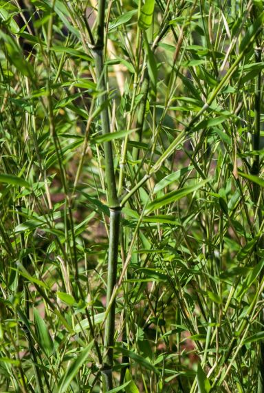 Phyllostachys bissetii tuinplant