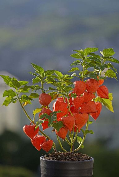 Physalis alkekengi franchetii tuinplant