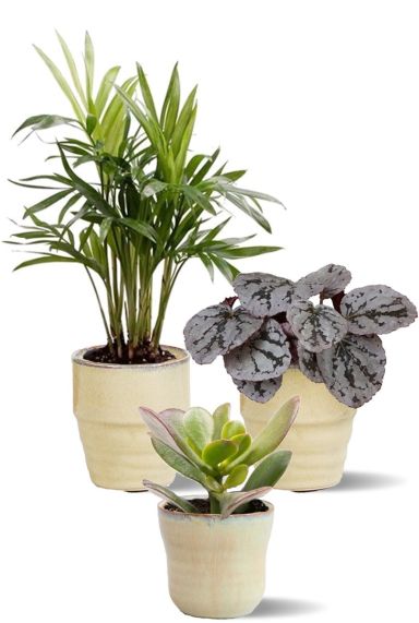 Planten in beige potjes