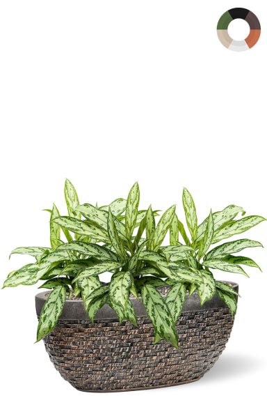 Planten in luxe bronzen pot