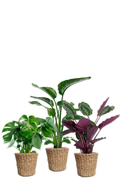 Planten in mandjes