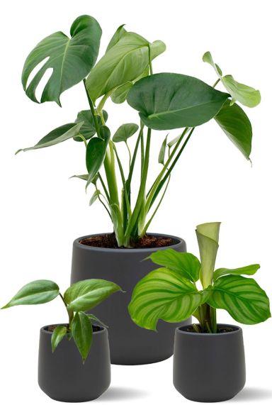 Planten in zwarte potten amber