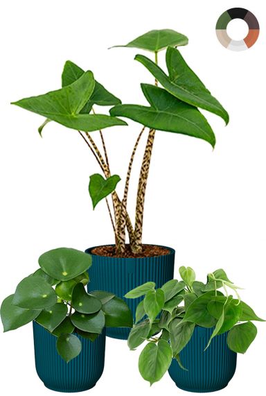 Plantjes in elho potjes 1