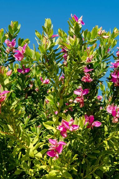 Polygala myrtifolia tuinplant 1
