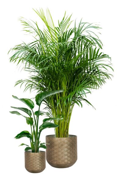 Populaire planten in pot