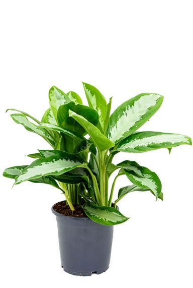 Prachtige aglaonema diamond bay