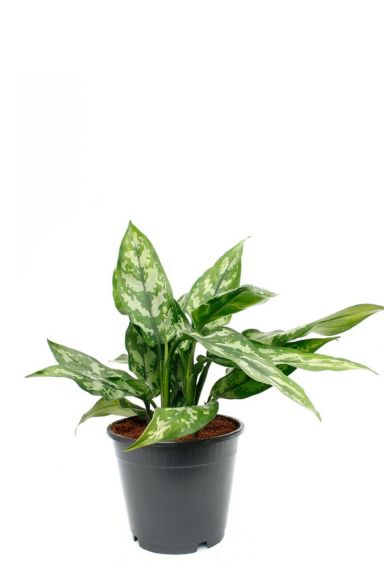 Aglaonema maria 