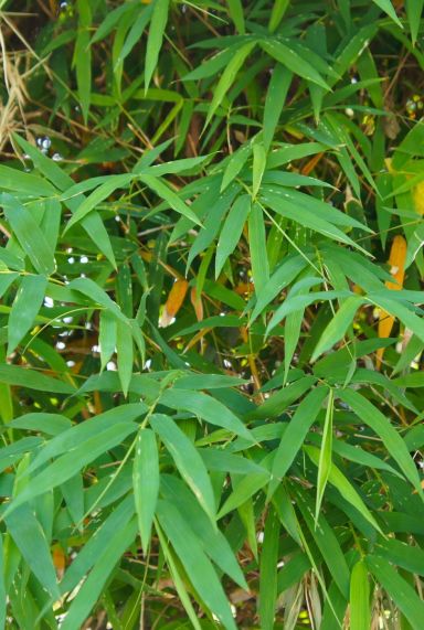 Pseudosasa japonica metake tuinplant