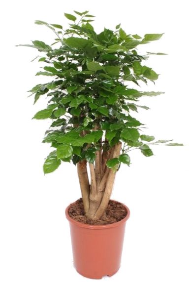 Radermachera hainanensis