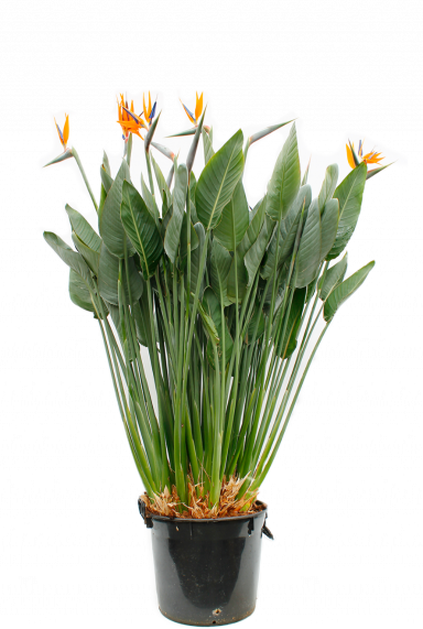 Strelitzia Reginae kamerplant