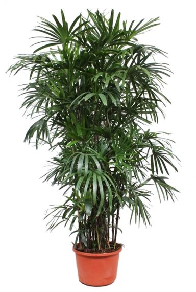 Rhapis excelsa kamerplant 1