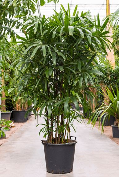 Rhapis excelsa mooie volle palm