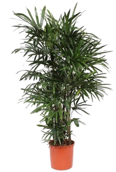 Rhapis Excelsa