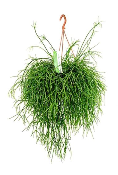 Rhipsalis pulchra