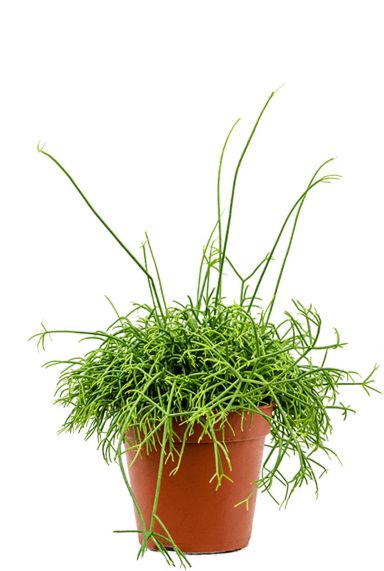 Rhipsalis cassutha