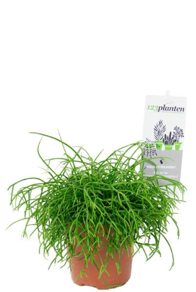 Rhipsalis cassutha kamerplant 1 1