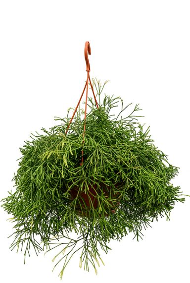Rhipsalis clavata hangplant