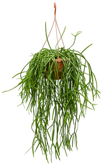 Rhipsalis trigona