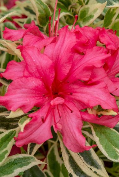 Rhododendron bollywood tuinplant 1