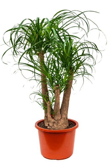 Robuuste beaucarnea recurvata kamerplant