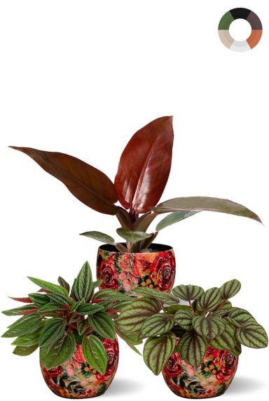 Rood groene planten in potjes 1
