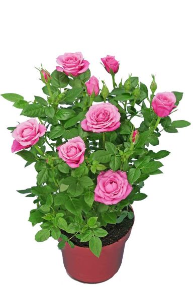 Rosa Bling Amor Star
