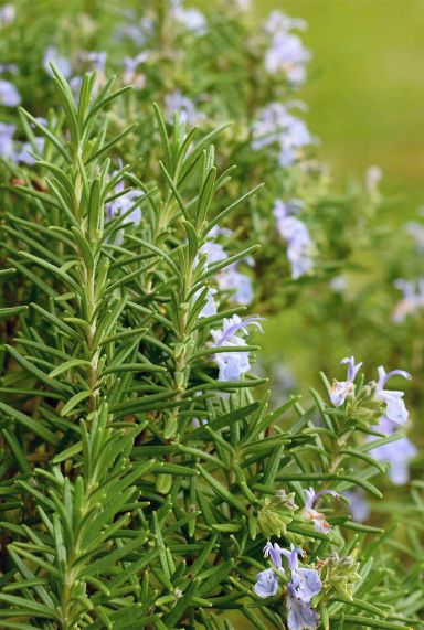 Rosmarinus officinalis 1