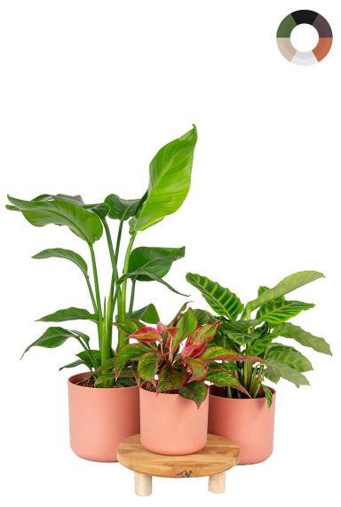 Roze elho potten planten 1