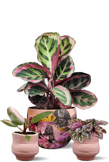 Roze planten met roze pot