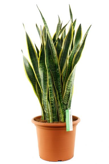 Sansevieria Laurentii