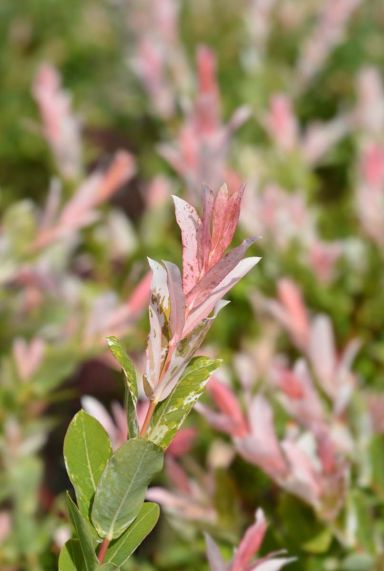 Salix flamingo stam tuinplant p17