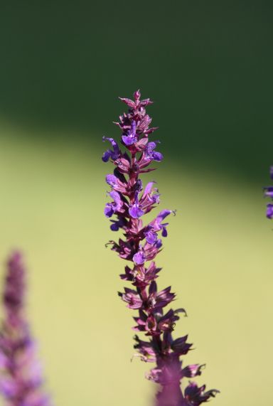 Salvia nemorosa blauko nigin tuinplant