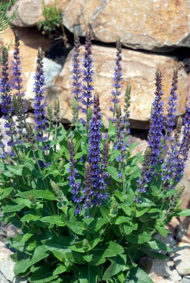 Salvia nemorosa ostfriesland tuinplant