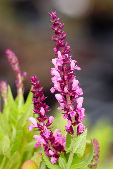 Salvia nemorosa sensation deep rose tuinplant