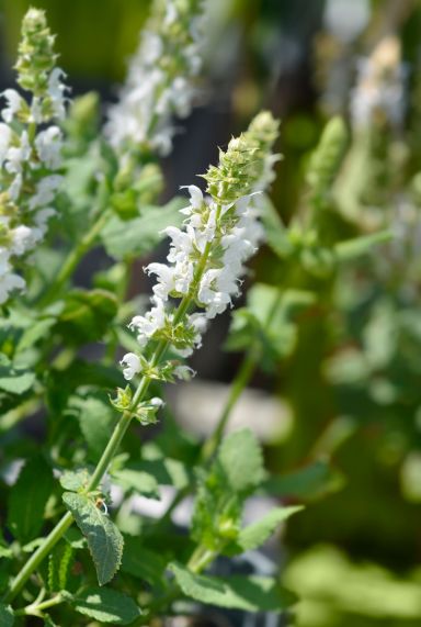 Salvia nemorosa sensation white tuinplant
