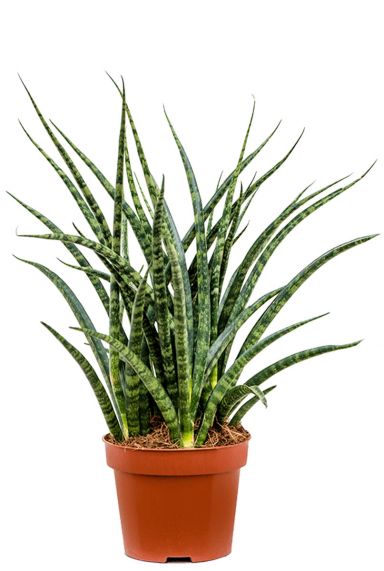 Sansevieria fernwood