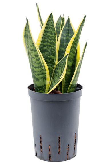 Sansevieria futura superba hydro