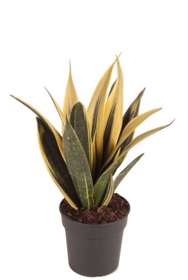 Sansevieria golden flame plant