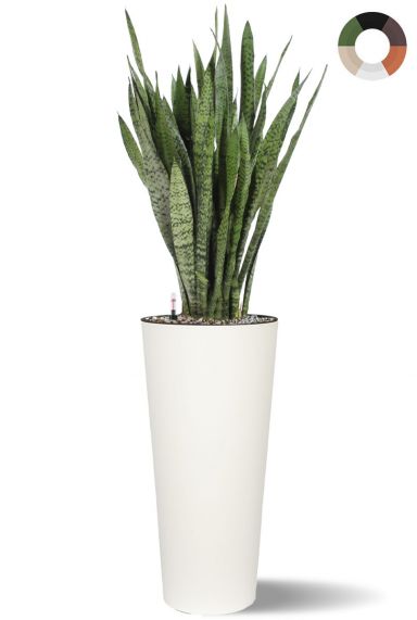 Sansevieria in hoge pot  1