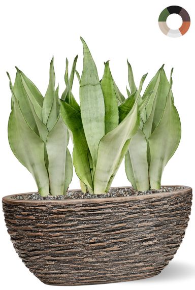 Sansevieria in luxe brons pot