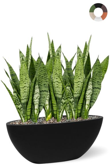 Sansevieria in ovale pot