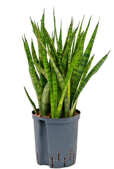 Sansevieria kirkii hydrocultuur