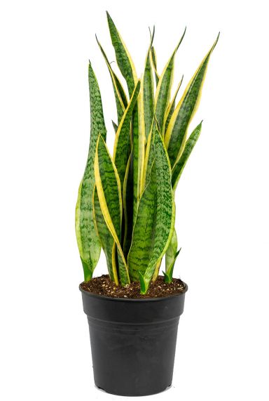 Sansevieria laurentii 1