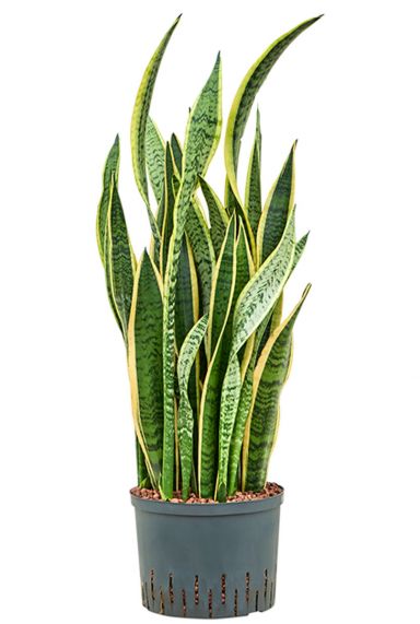 Sansevieria laurentii hydro