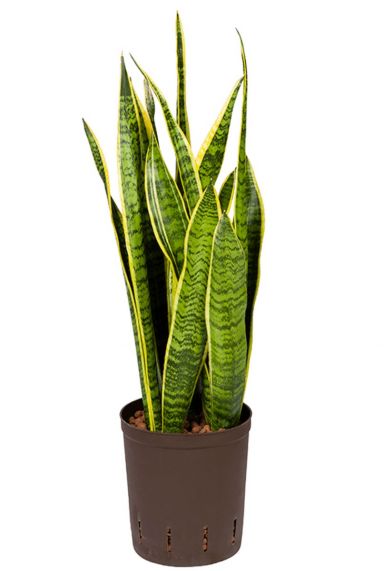 Sansevieria laurentii hydrocultuur