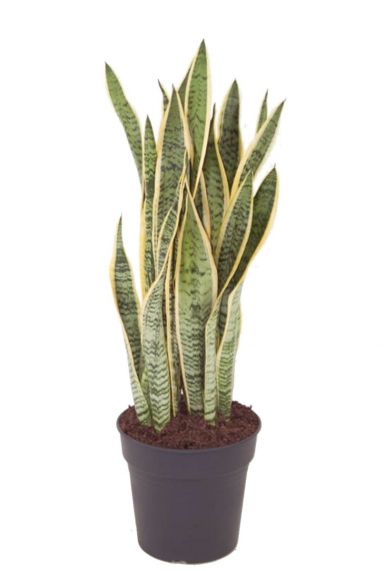 Sansevieria laurentii vrouwentong