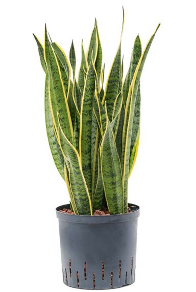 Sansevieria laurentii vrouwentong hydrocultuur