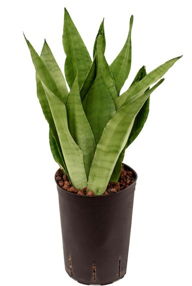 Sansevieria moonshine hydrocultuur