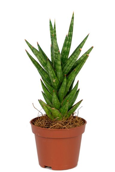 Sansevieria spikey 1