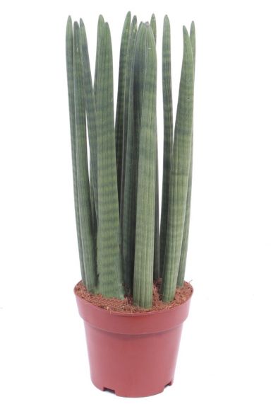Sansevieria straight kamerplant